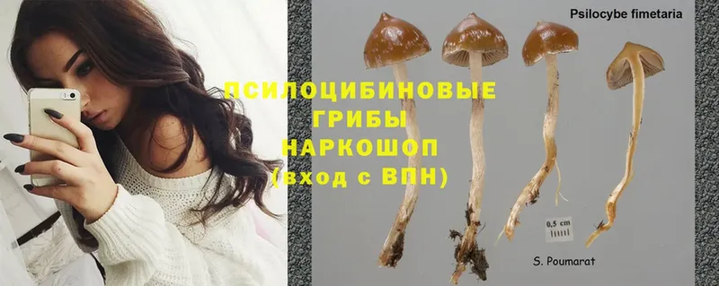 Галлюциногенные грибы Psilocybe  сколько стоит  Белая Калитва 